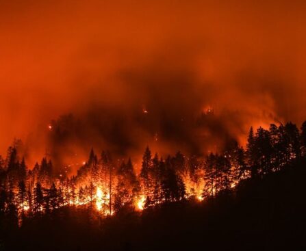 Emergency in Hollywood Hills